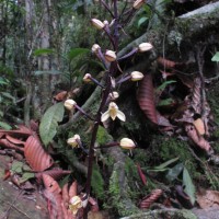 Aphyllorchis montana Rchb.f.